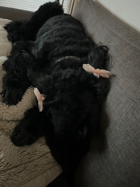 トリミングで疲れて寝てる