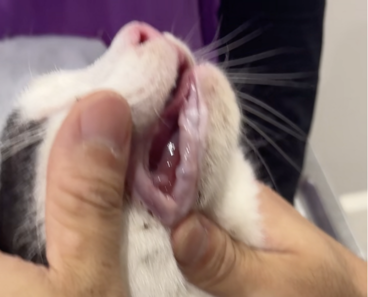 スクリーンショット 2025-08-16 22.25.59.png