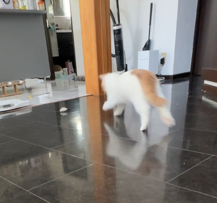 おもちゃを追いかけるわさび