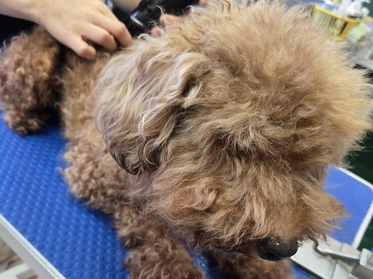 536153071_1450789666268011_6593603047026133550_n - コピー.jpg