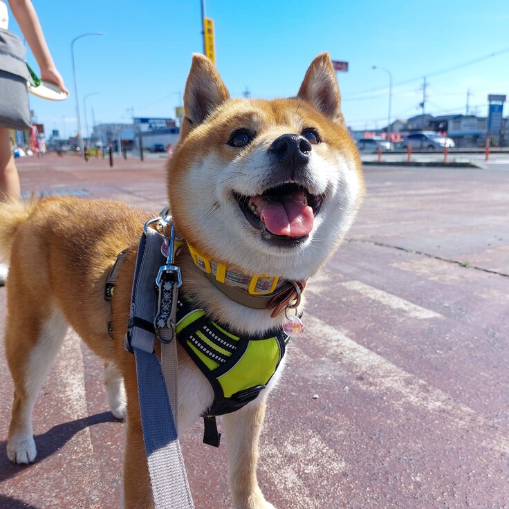 卒業犬の柴犬 そば