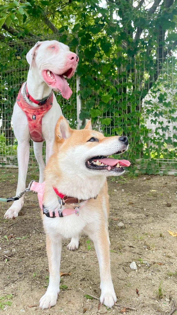 卒業っ子のうどん と シルバ