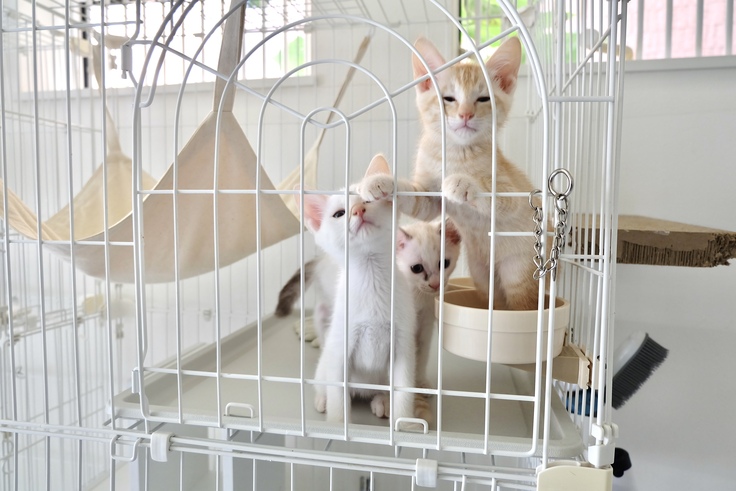 ケージから出て遊びたい、おそのキッズ