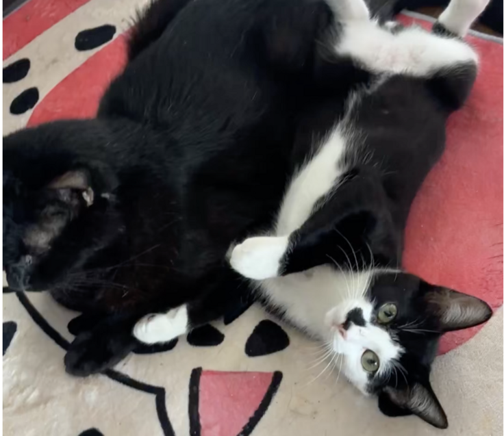 スクリーンショット 2025-08-21 17.26.18.png