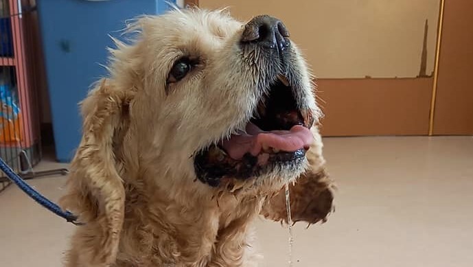 254248470_591845428829110_2505980734575958081_n - コピー - コピー.jpg