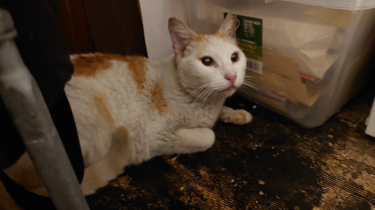 猫まる茶屋に来た日の小松菜