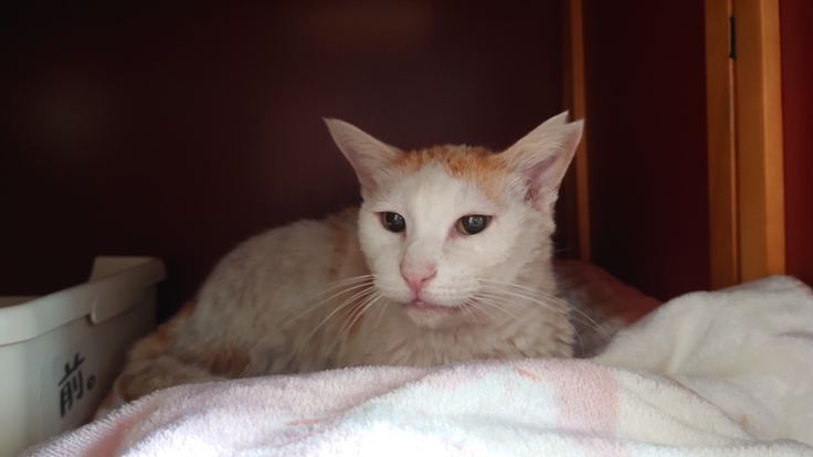 お風呂に入れられた後の小松菜。