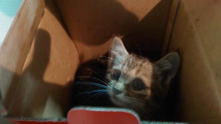 保護された直後