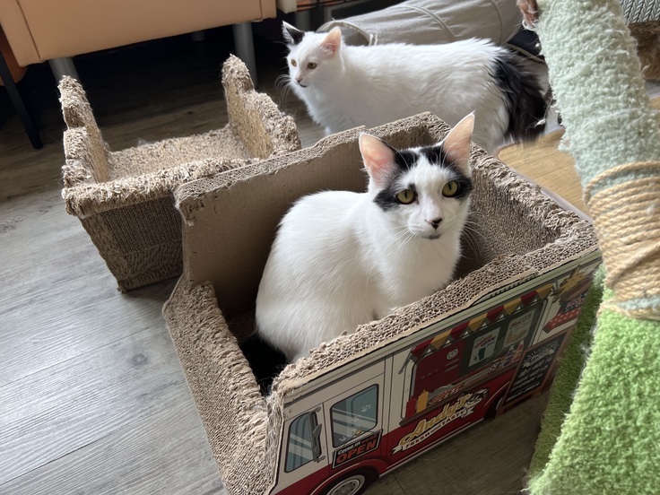 フロアで遊ぶ高菜くん