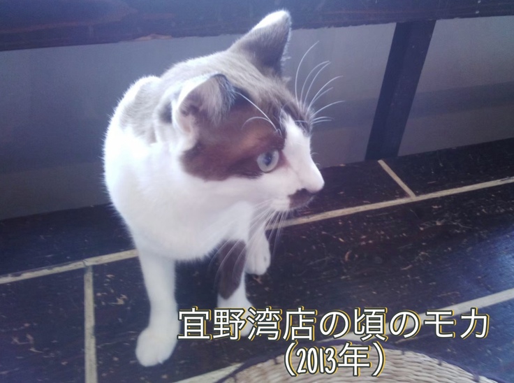 私の古い携帯から発掘した最古のモカ