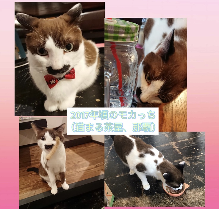 2017年の全然歳を取らないモカっち