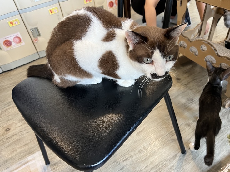 8周年祭の時のモカっち