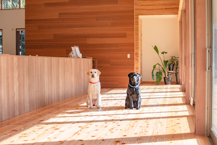 木香テラス内見学通路に訓練犬が２頭座っている写真