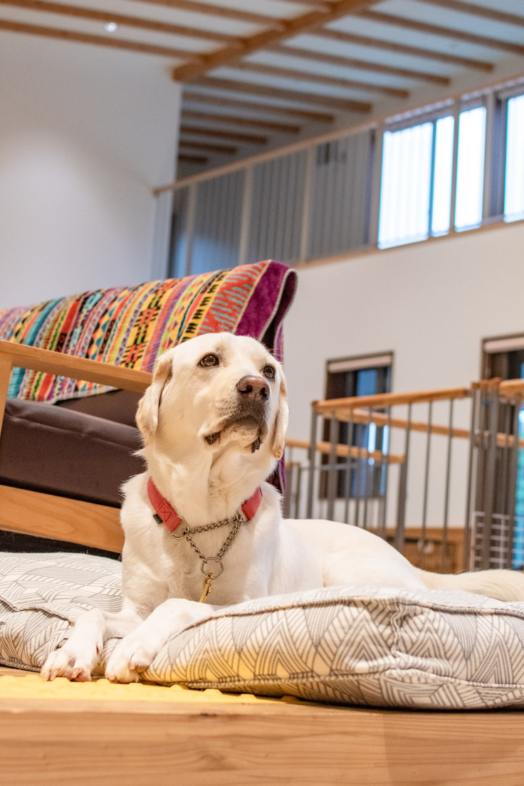 木香テラス内に置かれた犬用ベッドに伏せている訓練犬