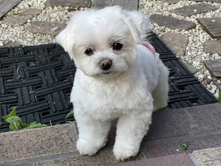 85749_0 - コピー.jpg