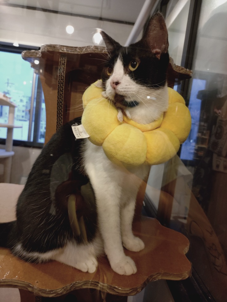 窓越しに見つめてくるクロロ