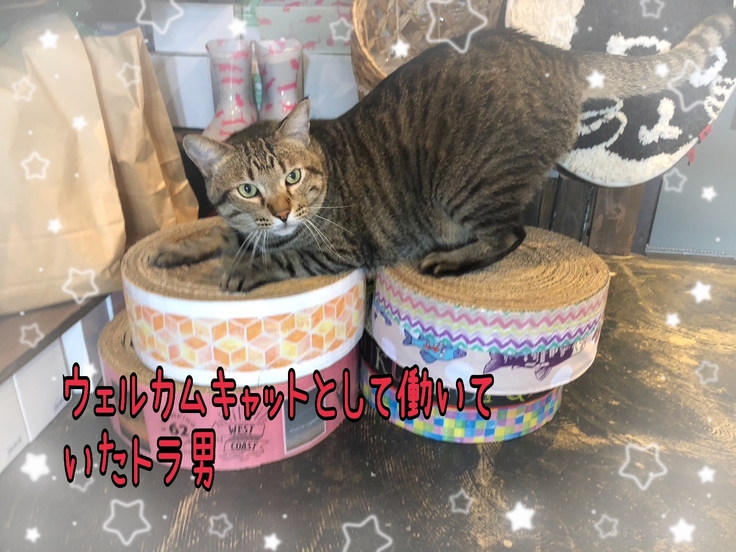 ウェルカムキャットとして働いていたトラ男