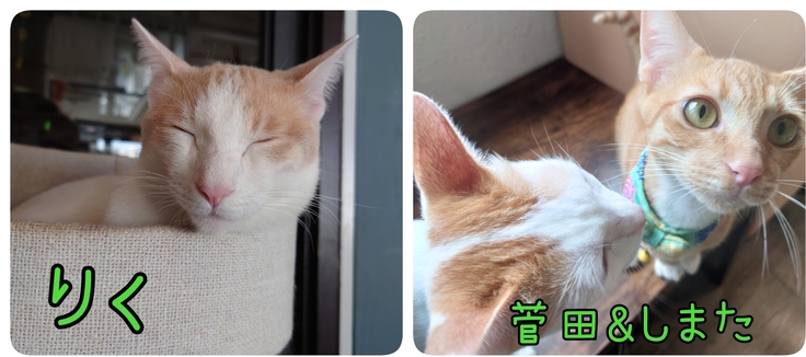 茶屋で出会った素敵な猫達その2