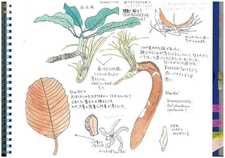 現地でしたスケッチ