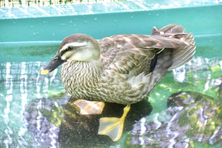 カルガモ(モヒ)sy (25).JPG