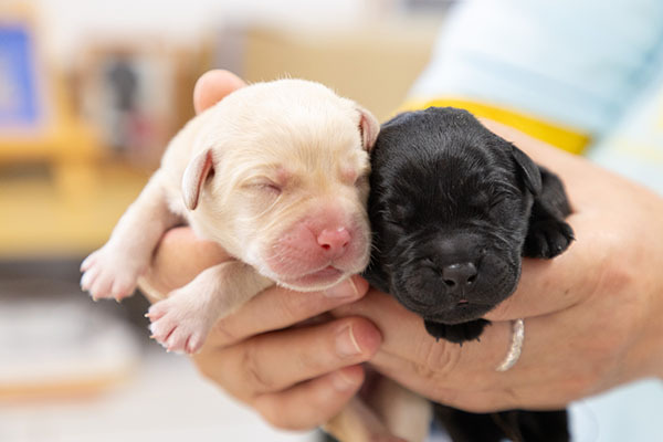 仔犬の写真、生後1日目