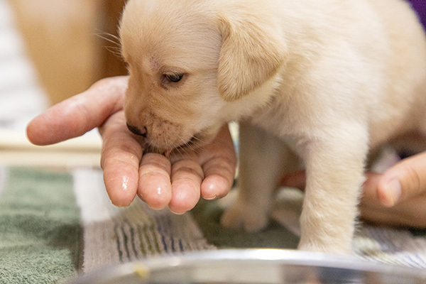 仔犬たちの写真、生後3週目