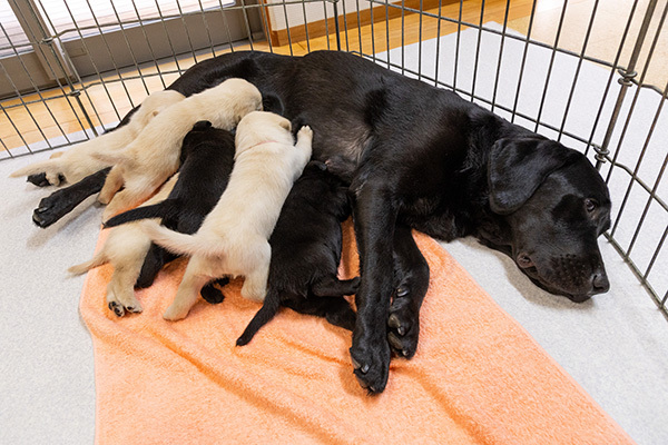 仔犬たちの写真、生後3週目