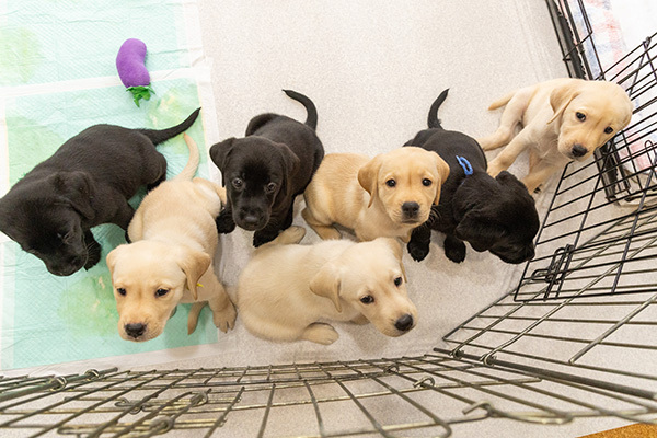 仔犬たちの写真、生後7週目