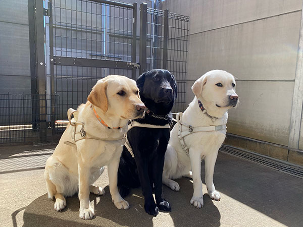 訓練犬たち、その２