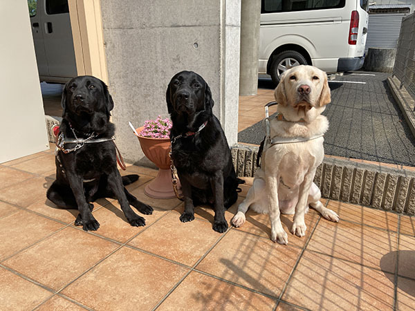 訓練犬たち、その１