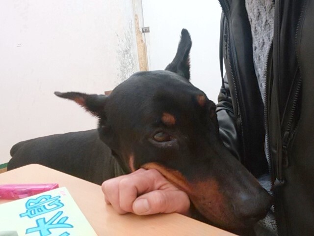 dogduca-1487656332-1 - コピー.jpg