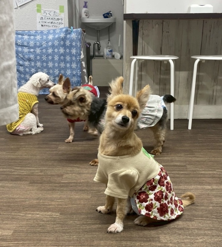 保護犬カフェにて