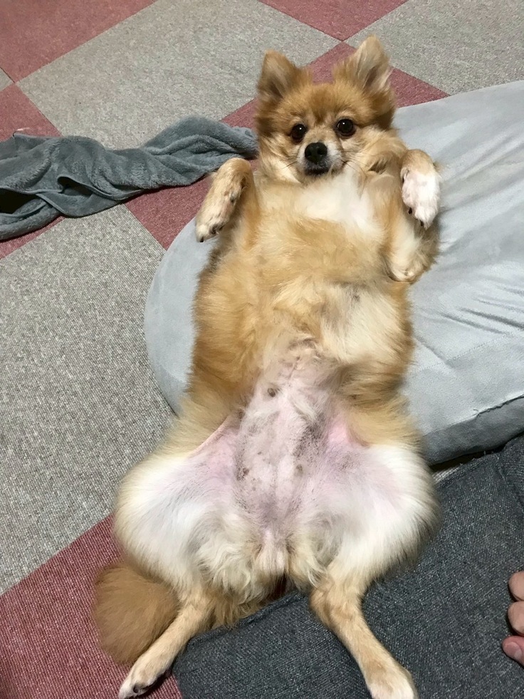 おなか撫でられまち