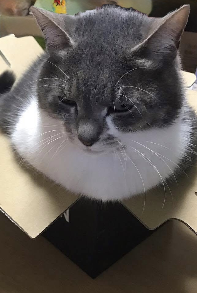 元捨て猫のハナ15歳です