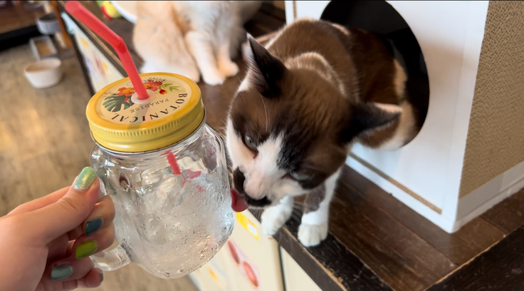 水滴を舐めるのが好きなモカ♡