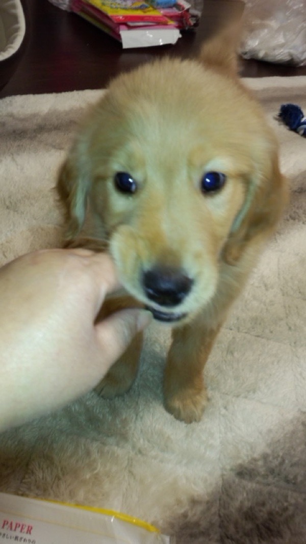 うちに来た頃のDylan