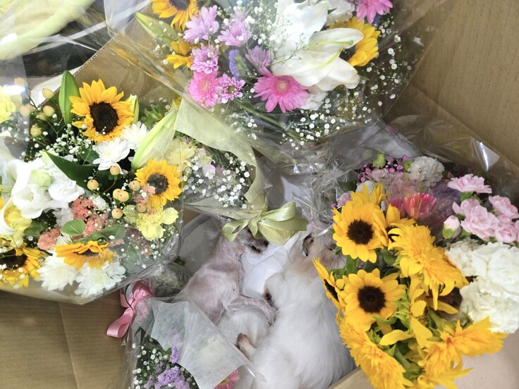 545602212_1467800657900245_5119991470351479520_n - コピー.jpg