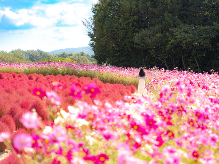 出典：一般社団法人世羅町観光協会（場所：Flower village 花夢の里）
