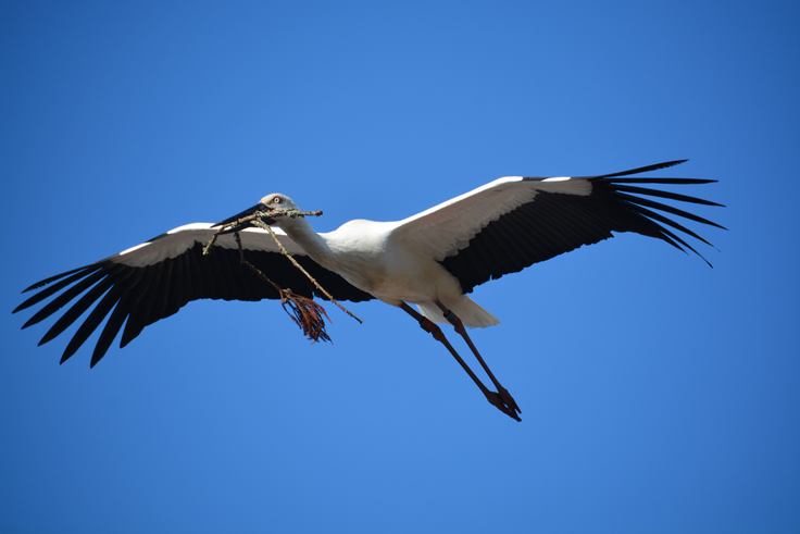 世羅町コウノトリ