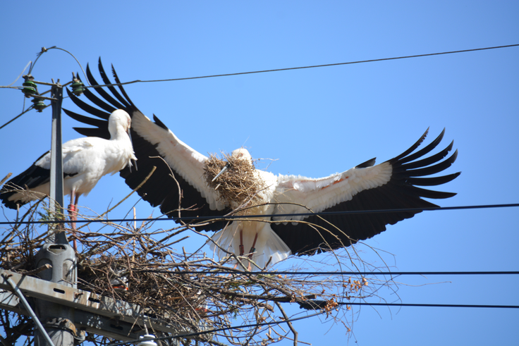 世羅町コウノトリ