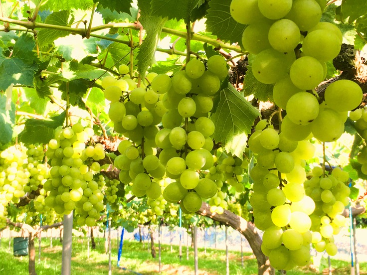 ハニービーナス