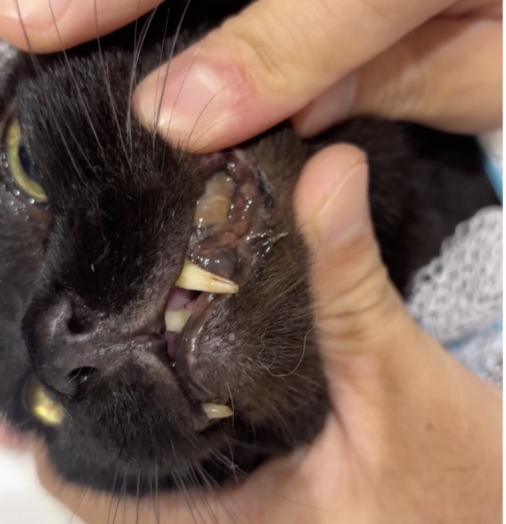 スクリーンショット 2025-08-13 19.06.15.png