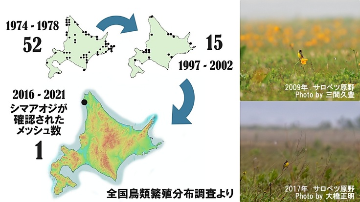 北海道のシマアオジの減少と、かつてのサロベツ原野