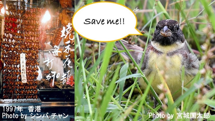 中国で売られていたシマアオジ