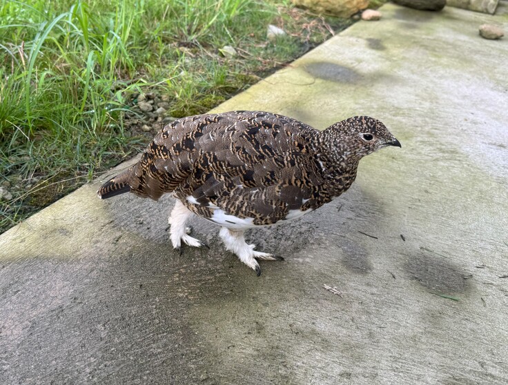 富山市ファミリーパーク生まれのメス