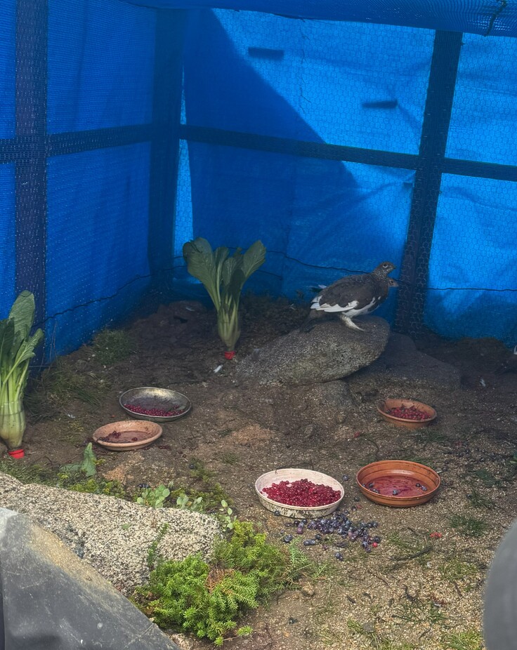 ケージ内のライチョウ