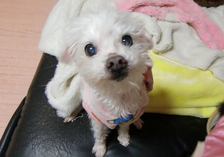 その時に保護したマルチーズの雪。全身ガンだらけだったが手術して5年生きました