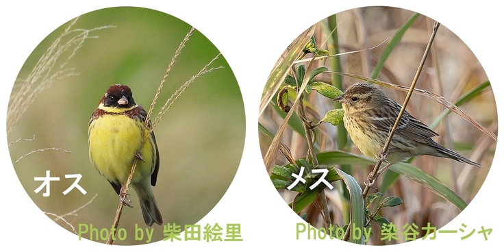 シマアオジのオスとメス