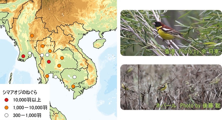 シマアオジのねぐらの位置と個体数と中継地越冬地のシマアオジ