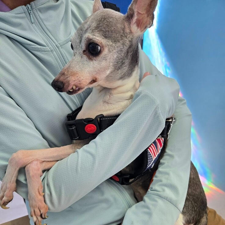 イタグレ - コピー.jpg